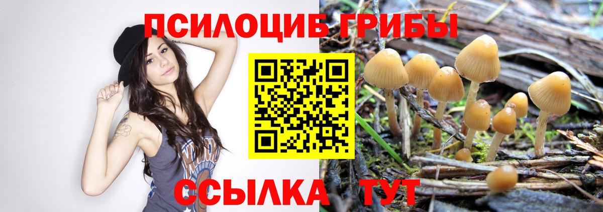 Волхов  Псилоцибиновые грибы MAGIC MUSHROOMS  Псилоцибиновые грибы Magic Shrooms  Вход с VPN 